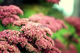 花卉,夏天,宏