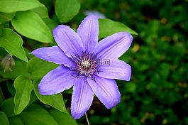 鐵線蓮,花,藍(lán)色的花