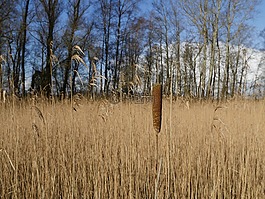 rietsigaar,里德,芦苇