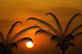 太陽(yáng),夕陽(yáng),棕櫚樹(shù)