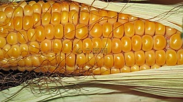 玉米,糧食,玉米棒