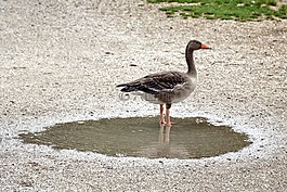 灰鵝,鵝,鳥