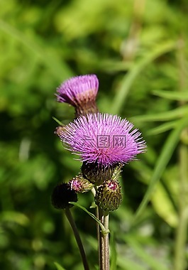 爬行薊,薊,野花