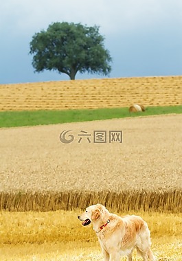 狗,金毛獵犬,性質(zhì)