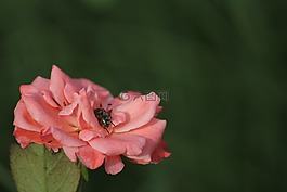 花,蜜蜂,粉紅色