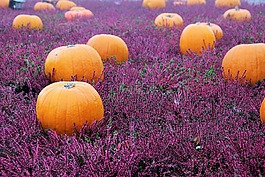 秋花,herbstdeko,秋季