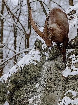 摩羯座,高山 ibex,山羊般的