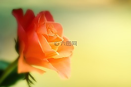 玫瑰,花,橙