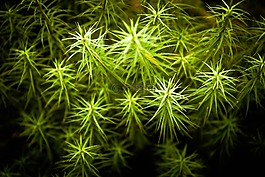 野生,草,绿色