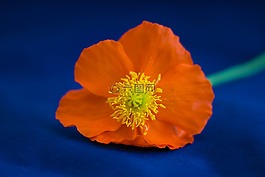 罌粟,花,橙色