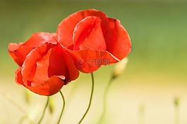罌粟,花,紅色