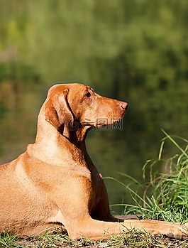 狗,布朗,匈牙利交易所vizsla