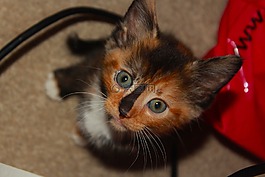 可爱,基蒂,小猫