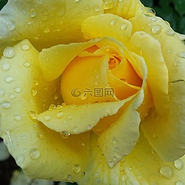 玫瑰,黃色,花