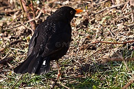 黑鳥,鳥,鳴鳥