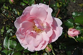 花,玫瑰,粉色