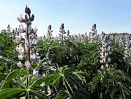 鲜花,丛林花,性质