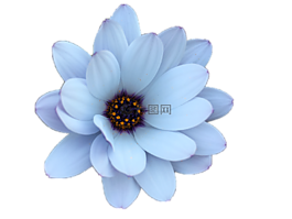 雛菊,花,花的
