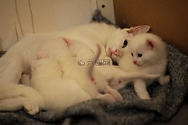 猫咪,白色的猫,母乳喂养