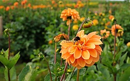 草地,字段,花園