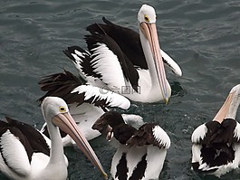 鳥,水球,性質