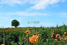 草地,字段,花園