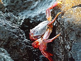 蟹,巖,野生動物