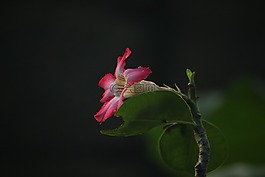 特寫,花,孔徑
