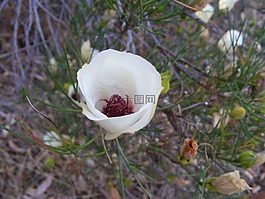 沙漠花卉,花,干旱