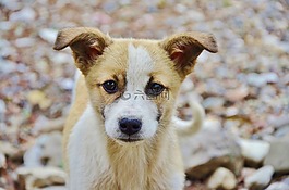 狗,動物,可愛