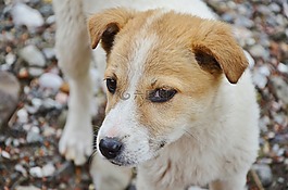 狗,動物,可愛