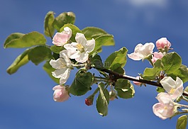 蘋果,花,蘋果樹