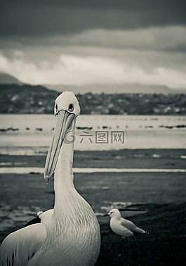 鵜,鳥,海鷗