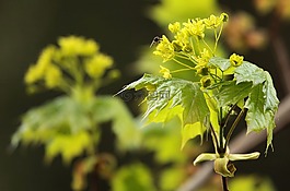 楓,花,昆蟲(chóng)