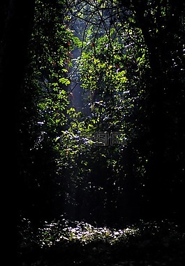 叢林,gorumara,森林
