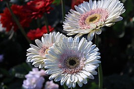 非洲菊,白,鲜花