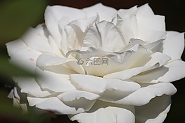 白,玫瑰,花