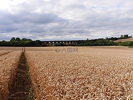 萊斯特玉米田,通往鐵路高架橋,英語夏末
