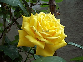 野花,玫瑰,花的