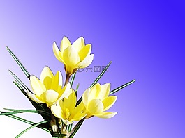 鮮花,黃色,性質(zhì)