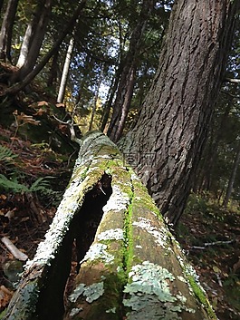 性質(zhì),行李箱,雪松