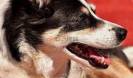 狗,寵物,野生動物攝影