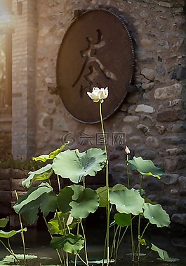 睡蓮,水,池塘