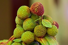 水果,草莓树,杨梅