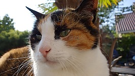 貓咪,貓,lapjeskat