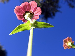 花,粉红色,天空