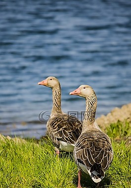 鳥,大自然,動物