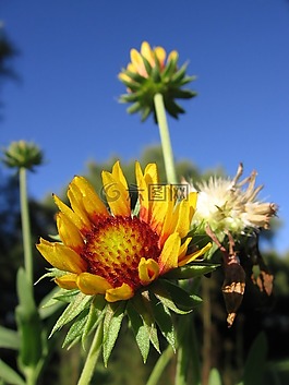 花,黃色,紅色