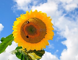 太陽花,天空,藍(lán)色