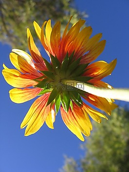 花,黃色,紅色